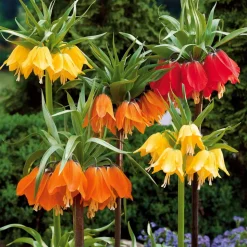 WILLEMSE FRANCE - Collection de 3 couronnes impériales : jaune, rouge, orange - le sachet de 3 bulbes / circonférence 20cm+, vendu par lot de 2