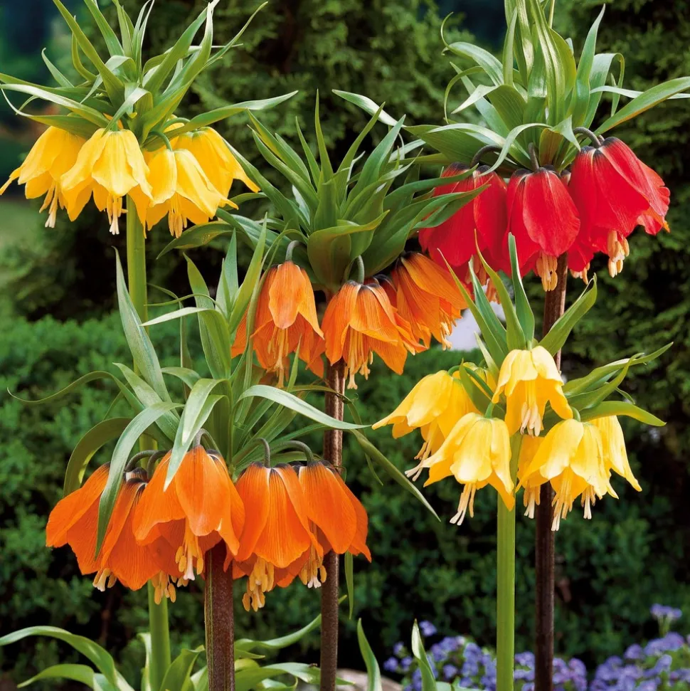 WILLEMSE FRANCE - Collection de 3 couronnes impériales : jaune, rouge, orange - le sachet de 3 bulbes / circonférence 20cm+, vendu par lot de 2