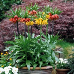 WILLEMSE FRANCE - Collection de 3 couronnes impériales : jaune, rouge, orange - le sachet de 3 bulbes / circonférence 20cm+, vendu par lot de 2