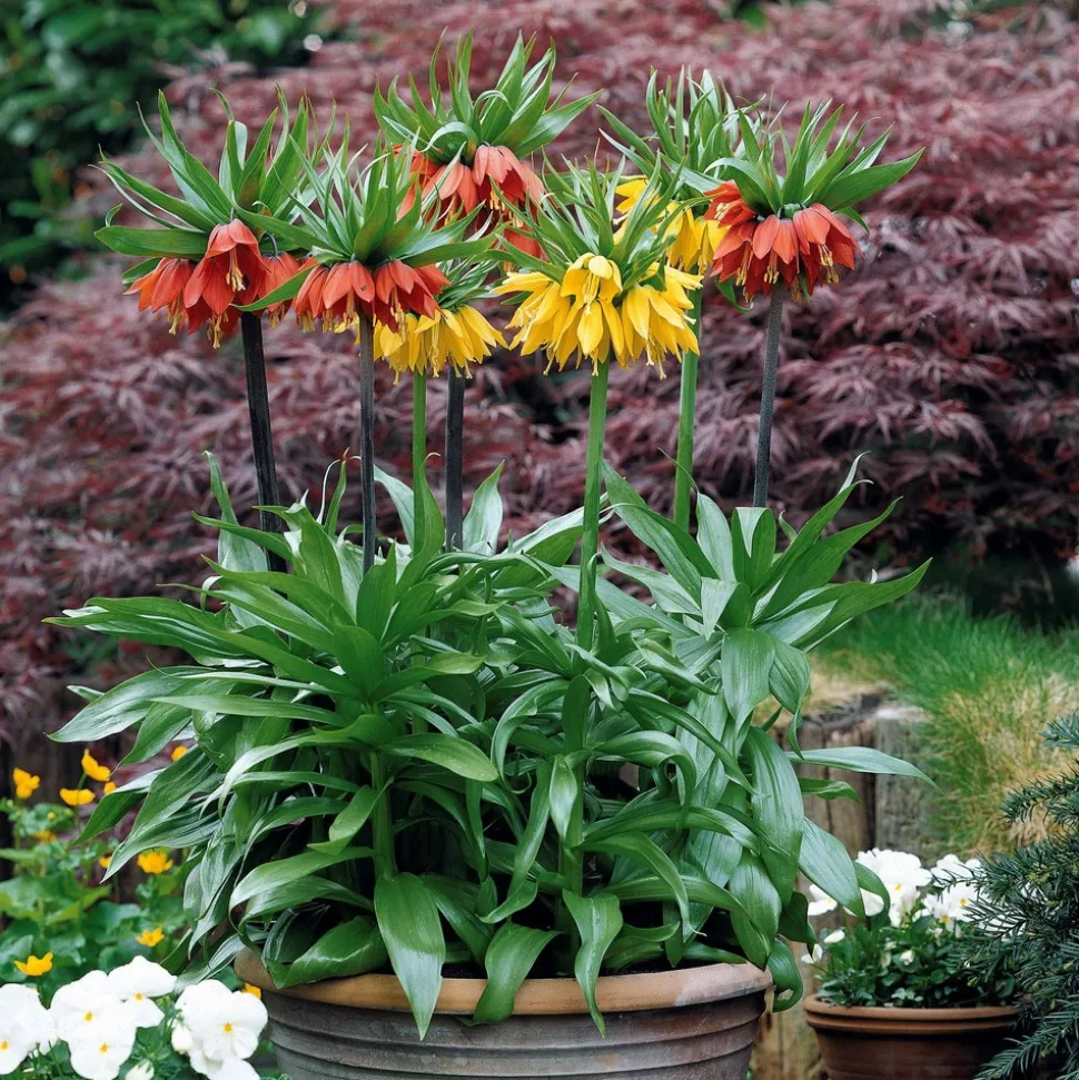 WILLEMSE FRANCE - Collection de 3 couronnes impériales : jaune, rouge, orange - le sachet de 3 bulbes / circonférence 20cm+, vendu par lot de 2