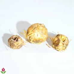 WILLEMSE FRANCE - Collection de 3 couronnes impériales : jaune, rouge, orange - le sachet de 3 bulbes / circonférence 20cm+, vendu par lot de 2