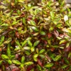 WILLEMSE FRANCE - Coprosma evening glow ® - le pot / ø 9cm