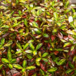 WILLEMSE FRANCE - Coprosma evening glow ® - le pot / ø 9cm