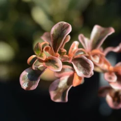WILLEMSE FRANCE - Coprosma evening glow ® - le pot / ø 9cm