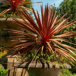 WILLEMSE FRANCE - Cordyline australe red star - le godet / ø 9cm
