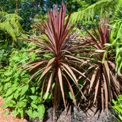 WILLEMSE FRANCE - Cordyline australe red star - le godet / ø 9cm