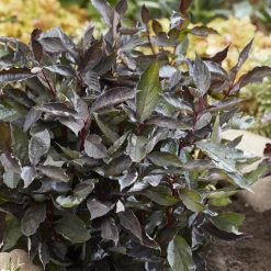 WILLEMSE FRANCE - Cornouiller blanc nightfall® - le godet / ø 9cm