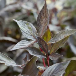 WILLEMSE FRANCE - Cornouiller blanc nightfall® - le godet / ø 9cm