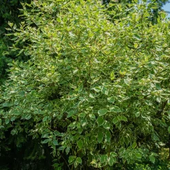 WILLEMSE FRANCE - Cornouiller blanc elegantissima - le pot / 1.5l / hauteur livrée 30-40cm, vendu par lot de 2