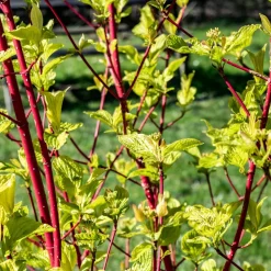WILLEMSE FRANCE - Cornouiller à bois rouge sibirica - le pot / ø 9cm, vendu par lot de 2
