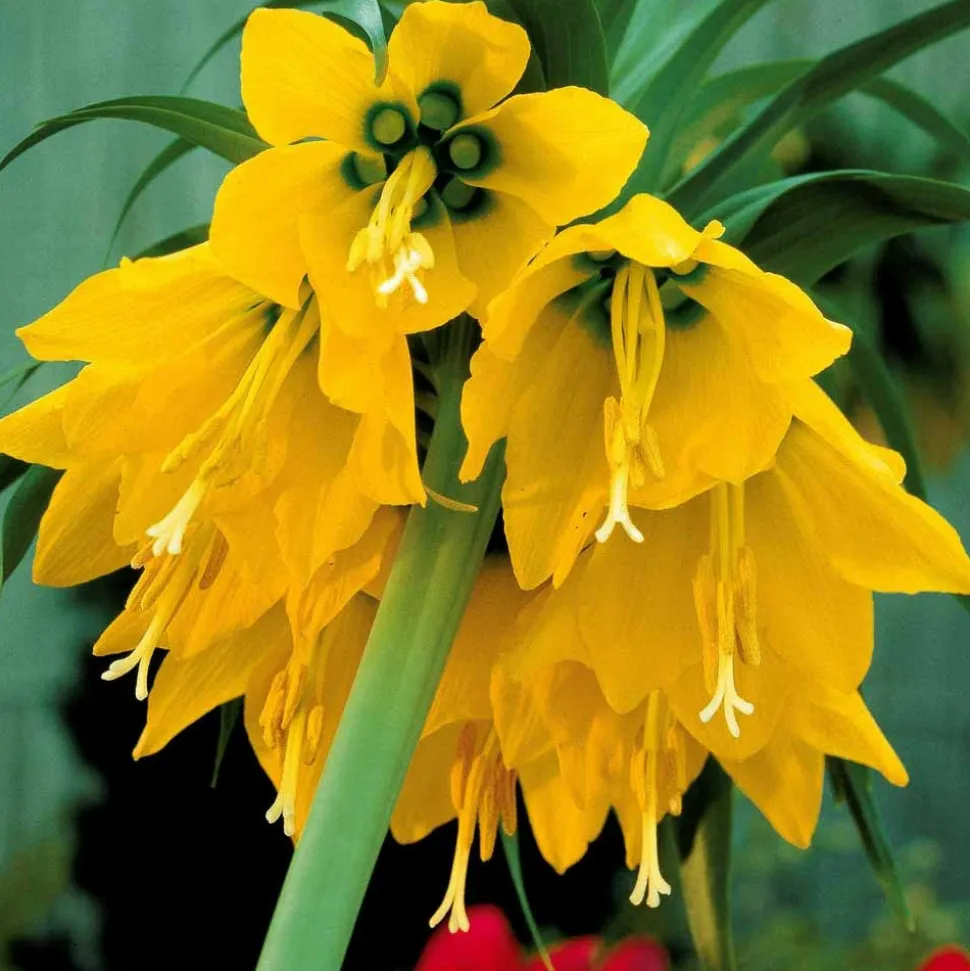 WILLEMSE FRANCE - Couronne impériale jaune - le sachet de 1 bulbe / circonférence 20-24cm, vendu par lot de 6