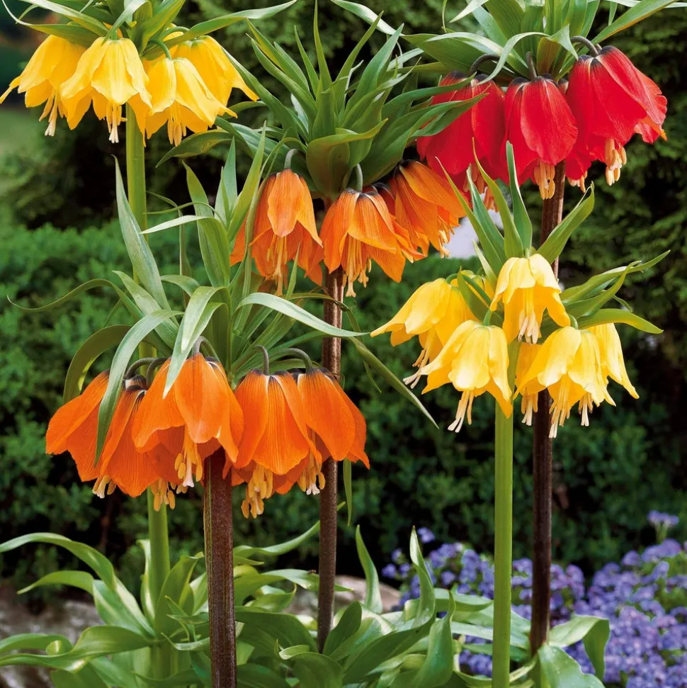 WILLEMSE FRANCE - Couronne impériale jaune - le sachet de 1 bulbe / circonférence 20-24cm, vendu par lot de 6