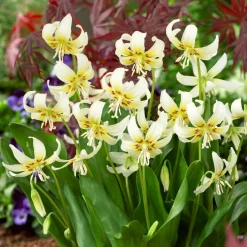 WILLEMSE FRANCE - Erythrone white beauty - le sachet de 1 bulbe / calibre i, vendu par lot de 4