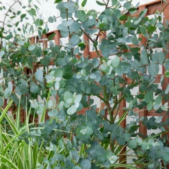 WILLEMSE FRANCE - Eucalyptus gunnii - le pot / 1.5l / hauteur livrée 80-90cm, vendu par lot de 2