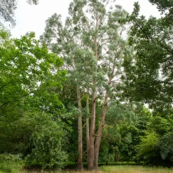 WILLEMSE FRANCE - Eucalyptus gunnii - le pot / 1.5l / hauteur livrée 80-90cm, vendu par lot de 2