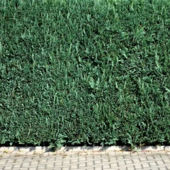 WILLEMSE FRANCE - Faux cyprès de lawson - le pot / ø 9cm / hauteur livrée 20-25cm