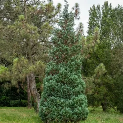 WILLEMSE FRANCE - Faux cyprès de lawson - le pot / ø 9cm / hauteur livrée 20-25cm