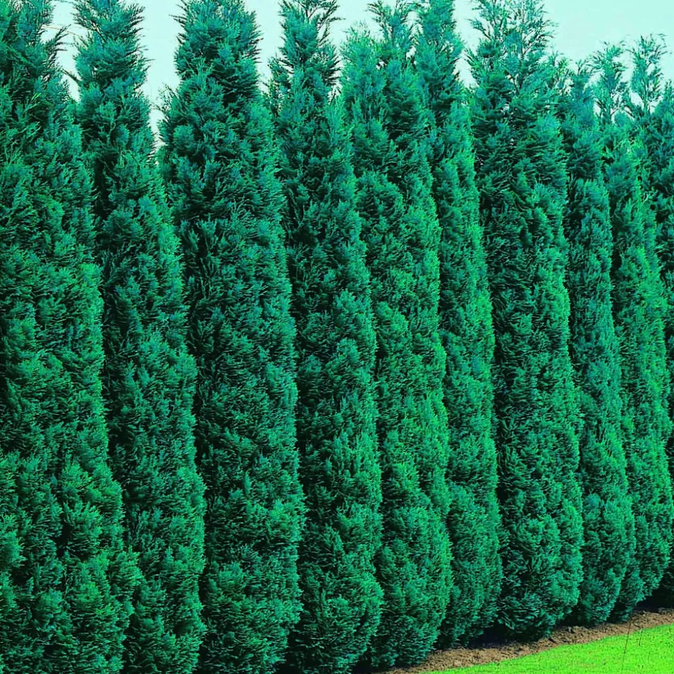 WILLEMSE FRANCE - Faux cyprès de lawson - le pot / ø 9cm / hauteur livrée 20-25cm