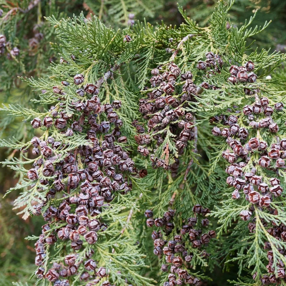 WILLEMSE FRANCE - Faux cyprès de lawson - le pot / ø 9cm / hauteur livrée 20-25cm