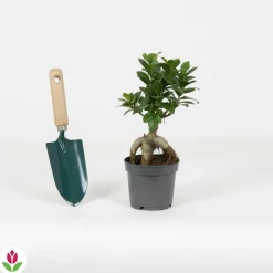 WILLEMSE FRANCE - Ficus bonsaï ginseng - le pot / ø 12cm / hauteur livrée environ 18cm