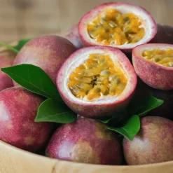 WILLEMSE FRANCE - Fruit de la passion frederick - le pot / ø 9cm / hauteur livrée 20-40cm, vendu par lot de 4