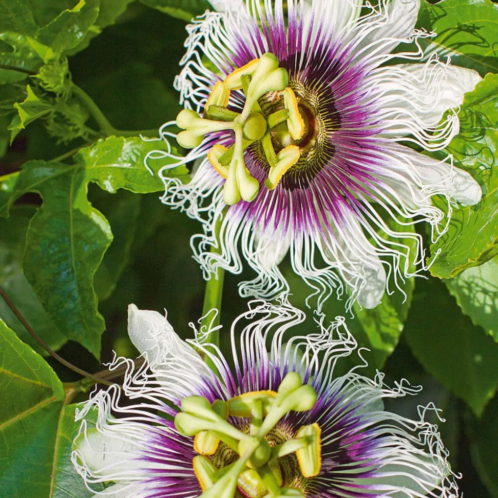 WILLEMSE FRANCE - Fruit de la passion frederick - le pot / ø 9cm / hauteur livrée 20-40cm, vendu par lot de 4