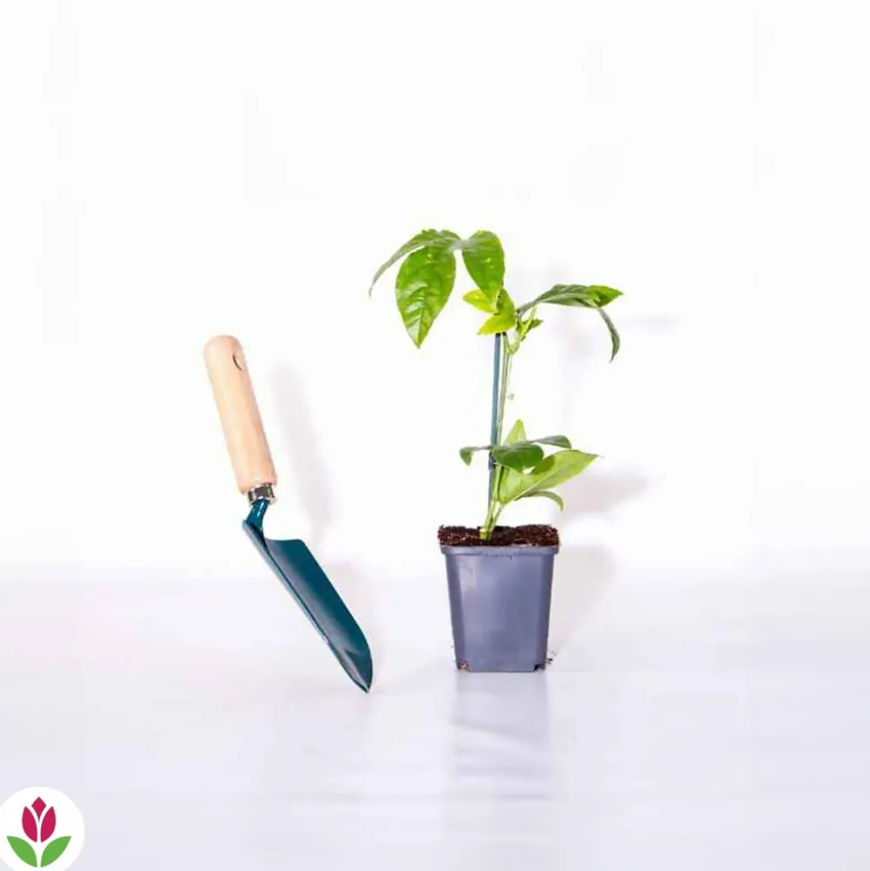 WILLEMSE FRANCE - Fruit de la passion frederick - le pot / ø 9cm / hauteur livrée 20-40cm, vendu par lot de 4