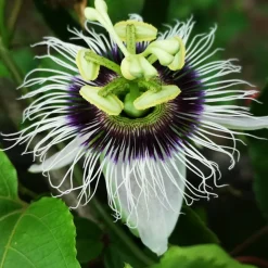 WILLEMSE FRANCE - Fruit de la passion frederick - le pot / ø 9cm / hauteur livrée 20-40cm, vendu par lot de 2