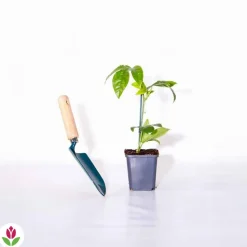 WILLEMSE FRANCE - Fruit de la passion frederick - le pot / ø 9cm / hauteur livrée 20-40cm, vendu par lot de 2