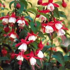 WILLEMSE FRANCE - Fuchsia mme cornelissen - le pot / ø 9cm