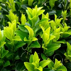 WILLEMSE FRANCE - Fusain du japon 'green spire' - le pot / ø 9cm, vendu par lot de 4