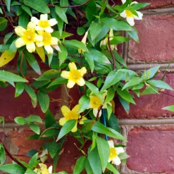 WILLEMSE FRANCE - Gelsemium sempervirens - le pot / ø 9cm