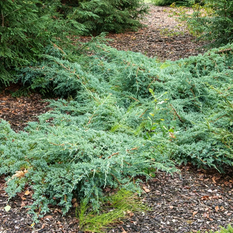 WILLEMSE FRANCE - Genévrier rampant blue carpet - le pot / 2l / hauteur livrée 25-30cm