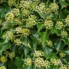 WILLEMSE FRANCE - Hedera helix arborescens - lierre arbustif - le pot / 2l / hauteur livrée 25-30cm