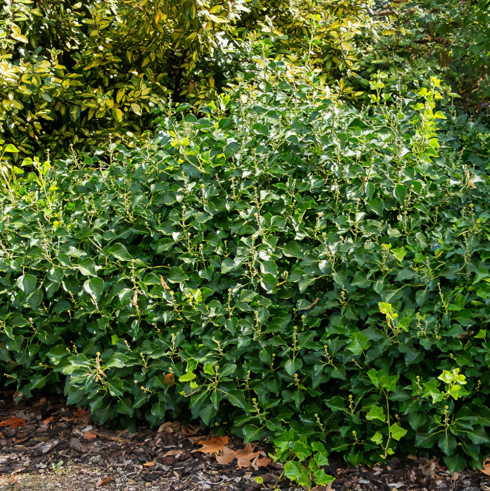 WILLEMSE FRANCE - Hedera helix arborescens - lierre arbustif - le pot / 2l / hauteur livrée 25-30cm