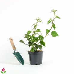 WILLEMSE FRANCE - Hedera helix arborescens - lierre arbustif - le pot / 2l / hauteur livrée 25-30cm