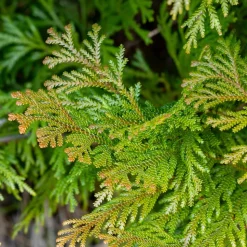 WILLEMSE FRANCE - Hiba - le pot / 2l / hauteur livrée 20-25cm, vendu par lot de 2