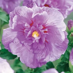 WILLEMSE FRANCE - Hibiscus lavender chiffon - le pot / 2l / hauteur livrée 20-30cm, vendu par lot de 2