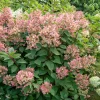WILLEMSE FRANCE - Hortensia paniculé wims red - le pot / 3l / hauteur livrée 40-50cm