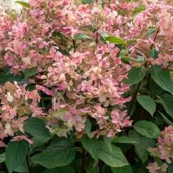 WILLEMSE FRANCE - Hortensia paniculé wims red - le pot / 3l / hauteur livrée 40-50cm
