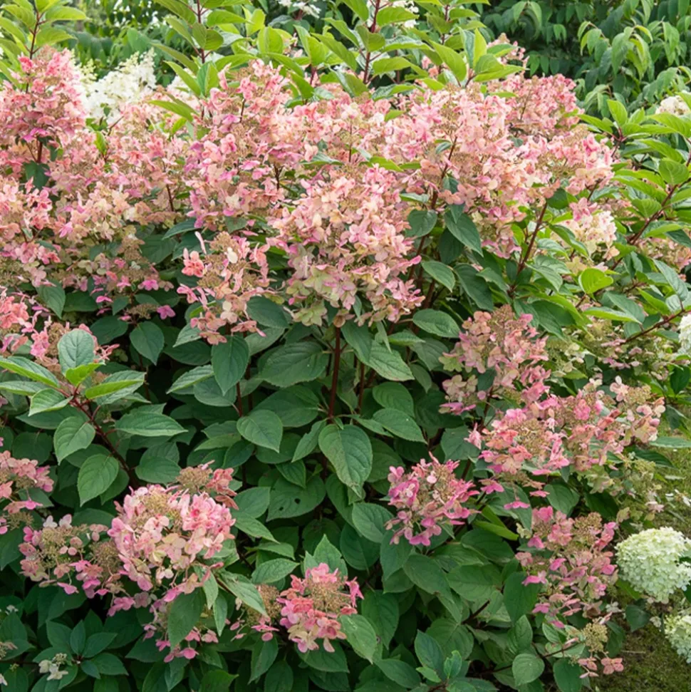 WILLEMSE FRANCE - Hortensia paniculé wims red - le pot / 3l / hauteur livrée 40-50cm