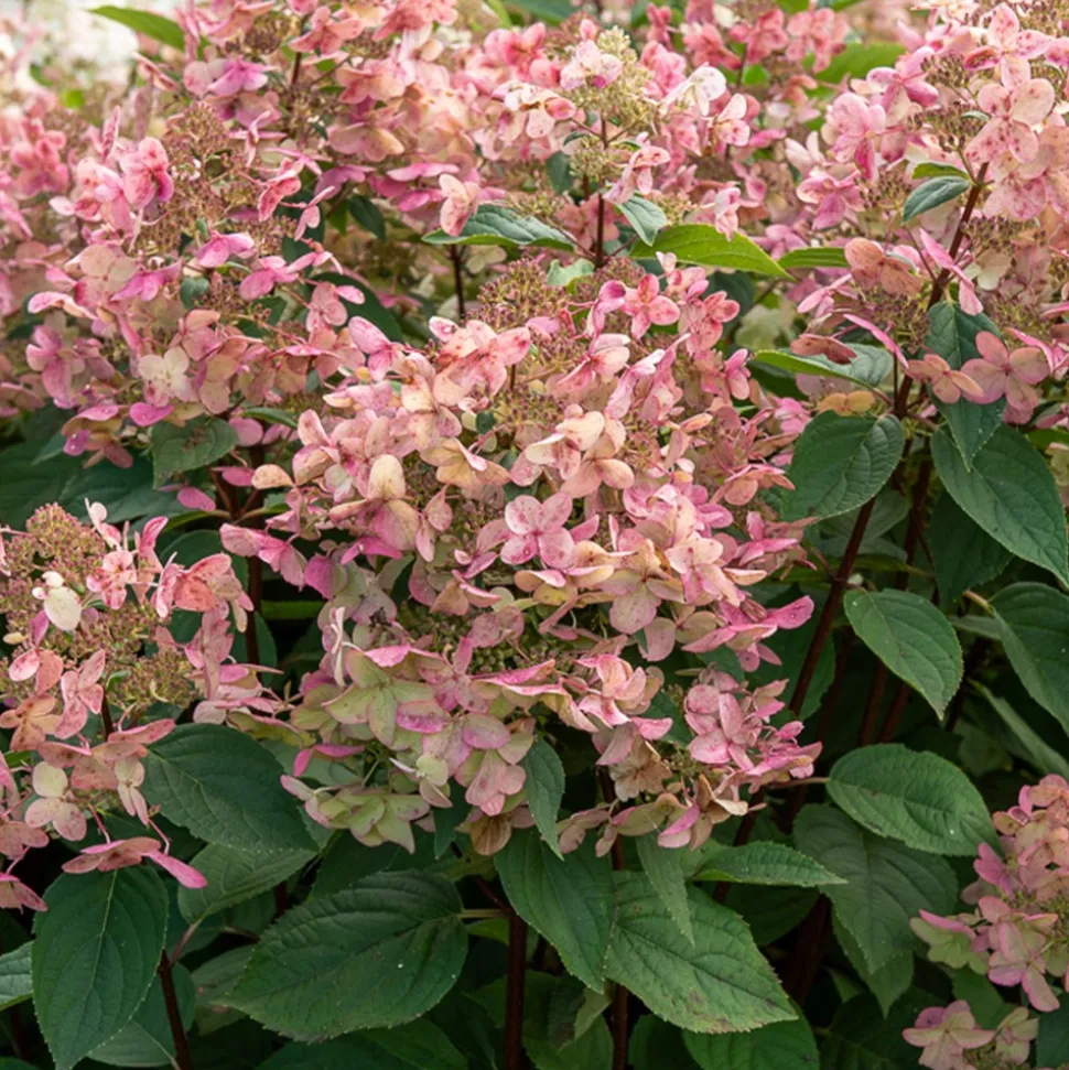 WILLEMSE FRANCE - Hortensia paniculé wims red - le pot / 3l / hauteur livrée 40-50cm