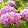 WILLEMSE FRANCE - Hortensia rose - le pot / ø 9cm, vendu par lot de 2