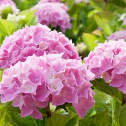 WILLEMSE FRANCE - Hortensia rose - le pot / ø 9cm, vendu par lot de 2
