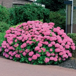 WILLEMSE FRANCE - Hortensia rose - le pot / ø 9cm, vendu par lot de 2