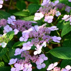 WILLEMSE FRANCE - Hortensia été indien - le pot / ø 13cm / 3-5 branches / hauteur livrée 15-20cm, vendu par lot de 2