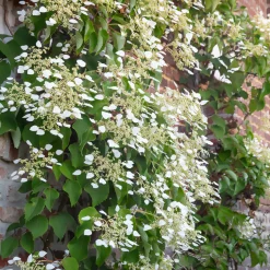 WILLEMSE FRANCE - Hortensia grimpant du japon - le pot / 1.5l / hauteur livrée 20-60cm