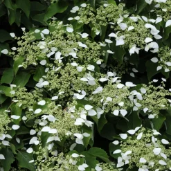 WILLEMSE FRANCE - Hortensia grimpant du japon - le pot / 1.5l / hauteur livrée 20-60cm