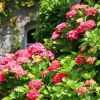 WILLEMSE FRANCE - Hortensia rouge - le pot / 1.3l / 3-5 branches / hauteur livrée 15-20cm, vendu par lot de 2