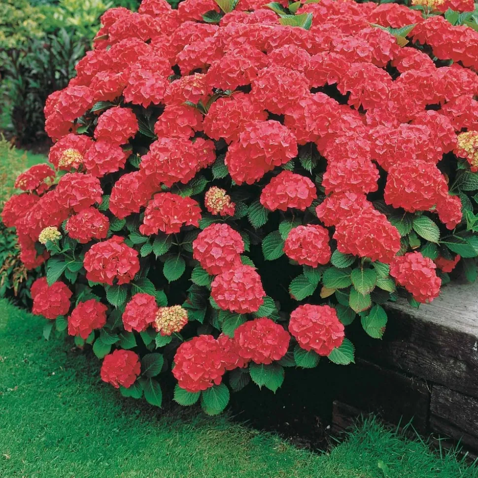 WILLEMSE FRANCE - Hortensia rouge - le pot / 1.3l / 3-5 branches / hauteur livrée 15-20cm, vendu par lot de 2